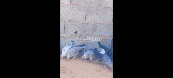 السلام عليكم اعتاتيق للبيع العمر شهرين ونص اقرأ الوصف - 2