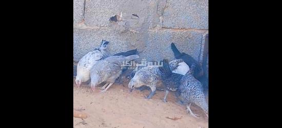 السلام عليكم اعتاتيق للبيع العمر شهرين ونص اقرأ الوصف - 4