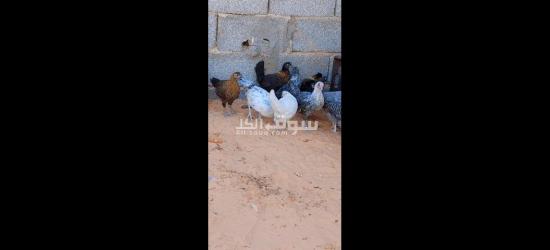 السلام عليكم اعتاتيق للبيع العمر شهرين ونص اقرأ الوصف - 5