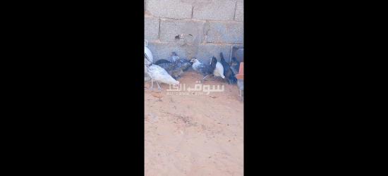 السلام عليكم اعتاتيق للبيع العمر شهرين ونص اقرأ الوصف - 6