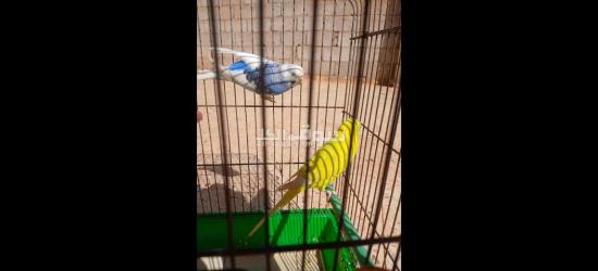 الرجمه